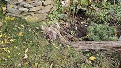 Totholzbeetbegrenzung