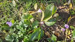 SafrankrokusLenzrose