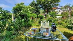 Holunder und Walnussbäume von Süden gesehen