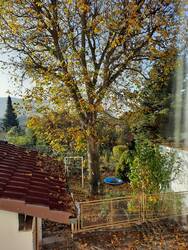 Walnussbaum von Norden gesehen