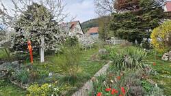 Baumblüte Süßkirsche Hedefinger