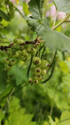 Unreife Schwarze Johannisbeeren