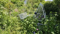 Unsere ersten Johannisbeeren