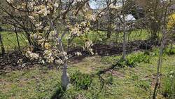 Beerenstreifen am Ostzaun im frühen Frühjahr