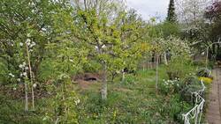 Beerenstreifen am Ostzaun im späteren Frühjahr