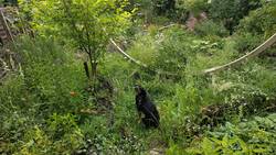 Tami in ihrem Garten