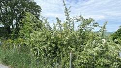 Feuerdornhecke blühend.jpg