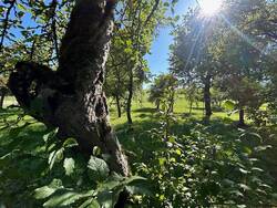 Obstgarten.jpg