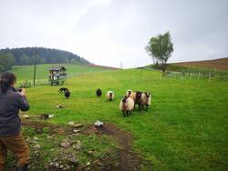 Wiese mit den Schafen.jpg