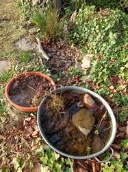 Sumpfbeet ergänzt um ganz trocken und ganz nass