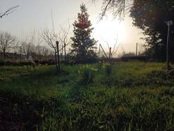 Narzissen auf der kleinen Obstwiese