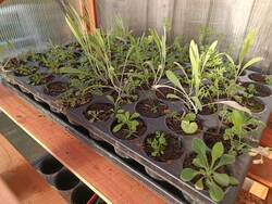 Tausend Gärten Tausend Arten West. Ein Rest von der Direktsaat im Herbst hat hier überwintert.