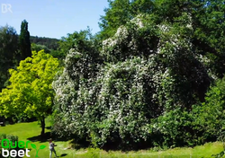 pauls himalayan musk.PNG