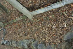 Der Knoblauch vom letzten November ist doch nicht tot.