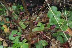 Die Hasel, die ein Vögelchen von den Zuckerhutfichten an der Terrasse fallen lies, fühlt sich am neuen Standort wohl. Die Entfaltung finde ich sehr pitoresk.