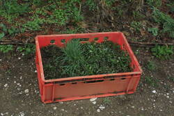 Ich packe meinen Koffer und nehme mit: Salomonssiegel unter Gundermann, Rasenschmiele (hoffentlich) und Margeriten für den Kleingarten.