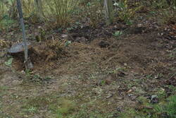 Muddy-Angel-of-Death-Contest mit den Forsythien. Die Wurzeln wären halb so wild gewesen, wäre da nicht überall Bauschutt.