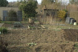 24.03.: Spontan entstand ein Kartoffelturm. Am rechten Bildrand sind meine gewässerten Neuansaaten zu sehen (Wurzelpetersilie, Möhren, Zwiebel).