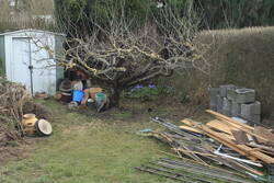 24.03.: Umgeräumt um Platz für die Margeriten zu schaffen. Ohne den vertrockneten Efeu gibt es einen freien Blick auf Leberblümchen.