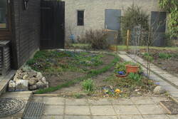 Weiter geht es nicht ohne Pflasterarbeiten. Blausterne gesichert, Dickmännchen eingedämmt, Mahonie an der Rose gekappt.