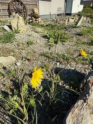 Komme gerade nicht auf den Namen der Blume... Einjährige, Versamt sich gut, blüht nur einen Tag...