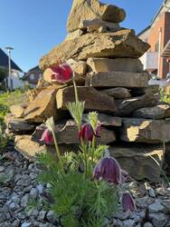 Küchenschelle und Pyramide