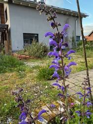 Wiesensalbei und Kräuterspirale
