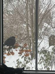 Amsel vorm Fenster.jpg