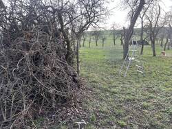 totholz obstgarten1.jpg