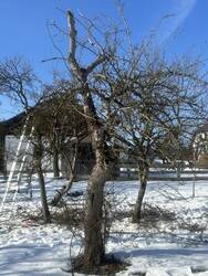 Obstbaumschnitt 5.jpg