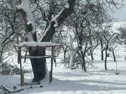 Obstgarten im Winter 2.jpg