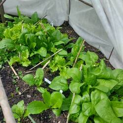Im Hochbeet gibt es schon genug Salat und Spinat
