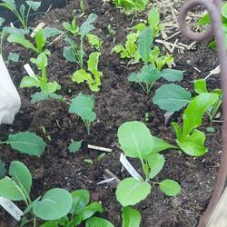 Der vorgezogene Rosenkohl