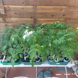 Meine Tomaten und Paprika