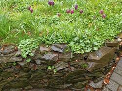 Schachbrettblume begrüßt Besucherinnen im Vorgarten