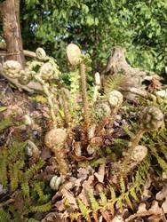 Farn am Käferkeller.