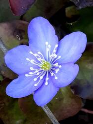 Leberblümchen: Ich habe an ein paar geschenkten Wurzeln für die Stumpery Horste von Leberblümchen entdeckt und erfolgreich umpflanzen können. Damit sie mir im Chaos nicht von Konkurrenzstärkeren überrannt werden, habe ich sie genau neben einen Weg gesetzt und somit stehen sie unter meinem persönlichen Schutz.