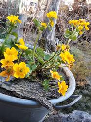 Sumpf-Dotterblume fühlt sich wohl in der Zinkwanne.