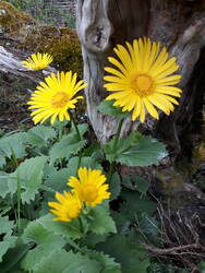 Herzblättrige Gämswurz: Die habe ich vor Jahren bei meiner Oma ausgegraben. Meine Mutter sagt, dass diese Pflanze viele Jahrzehnte alt sein müsse. Sie gilt als extrem selten und ist in Bayern und Ö heimisch. Vermutlich ein Urlaubsmitbringsel. Meist sieht man in den Gärten die Kaukasische Gämswurz.