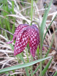 Schachbrettblume: Ich habe ein paar vertrocknete Zwiebeln zum halben Preis ergattert. Es war keine Ersparnis, denn es kam nur die Hälfte ... Jetzt hoffe ich, dass sie sich vermehren am Überlauf vom Teich. Und zwar schnell, bevor sie vom neu gepflanzten Wald-Geißbart überrannt werden ...