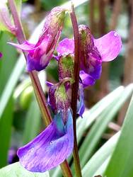 Frühlings-Platterbse: Sie gedeiht einfach überall. Im Magerbeet vollsonnig und unterm Baum im lichten Schatten und im fetten Staudenbeet. Tolle Pflanze mit faszinierendem Farbspiel!