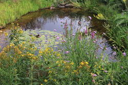 Blutweiderich ,Gilbweiderich, Wald Witwenblume und Johanniskraut