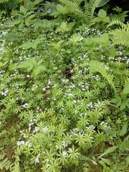 Der Waldmeister blüht fleißig, vorher hatte ich schon etwas für Gelee geerntet.