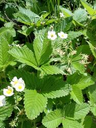 Meine vermeintlichen Walderdbeeren sind offenbar Moschus-Erdbeeren. Gehen wohl im Bestand zurück, da freue ich mich umso mehr, dass es ihnen bei mir so gut gefällt. (Machen in ihrer Verbreitung dem Giersch Konkurrenz.)