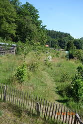 Übersicht über einen Teil unseres Gartens, links der angrenzende Wald