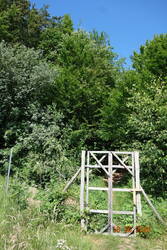 Eingang zum Wald