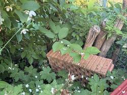Käferkeller aus Holz versteckt unter dem Strauch links. Zusätzlich ergänzt mit aufrechten, toten Baumstämmen und Ziegelsteinen im Dickicht