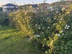 Benjeshecke mit Feldrose bewachsen. Im Frühjahr wird diese immer mit Schnittgut aufgefüllt und im Sommer ist sie dann zugewachsen.