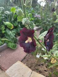 Schwarze Malve