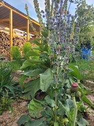 Disteln im Garten